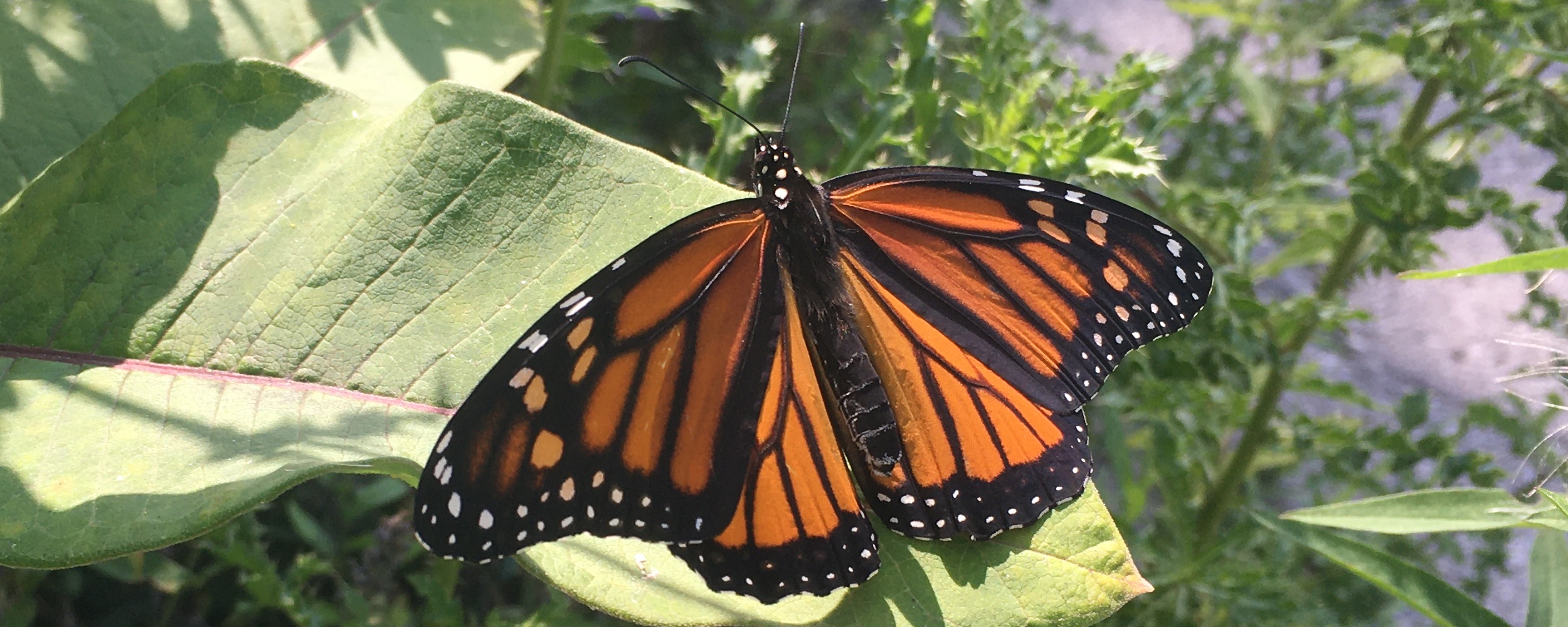 a monarch butterfly on a milkweed leaf