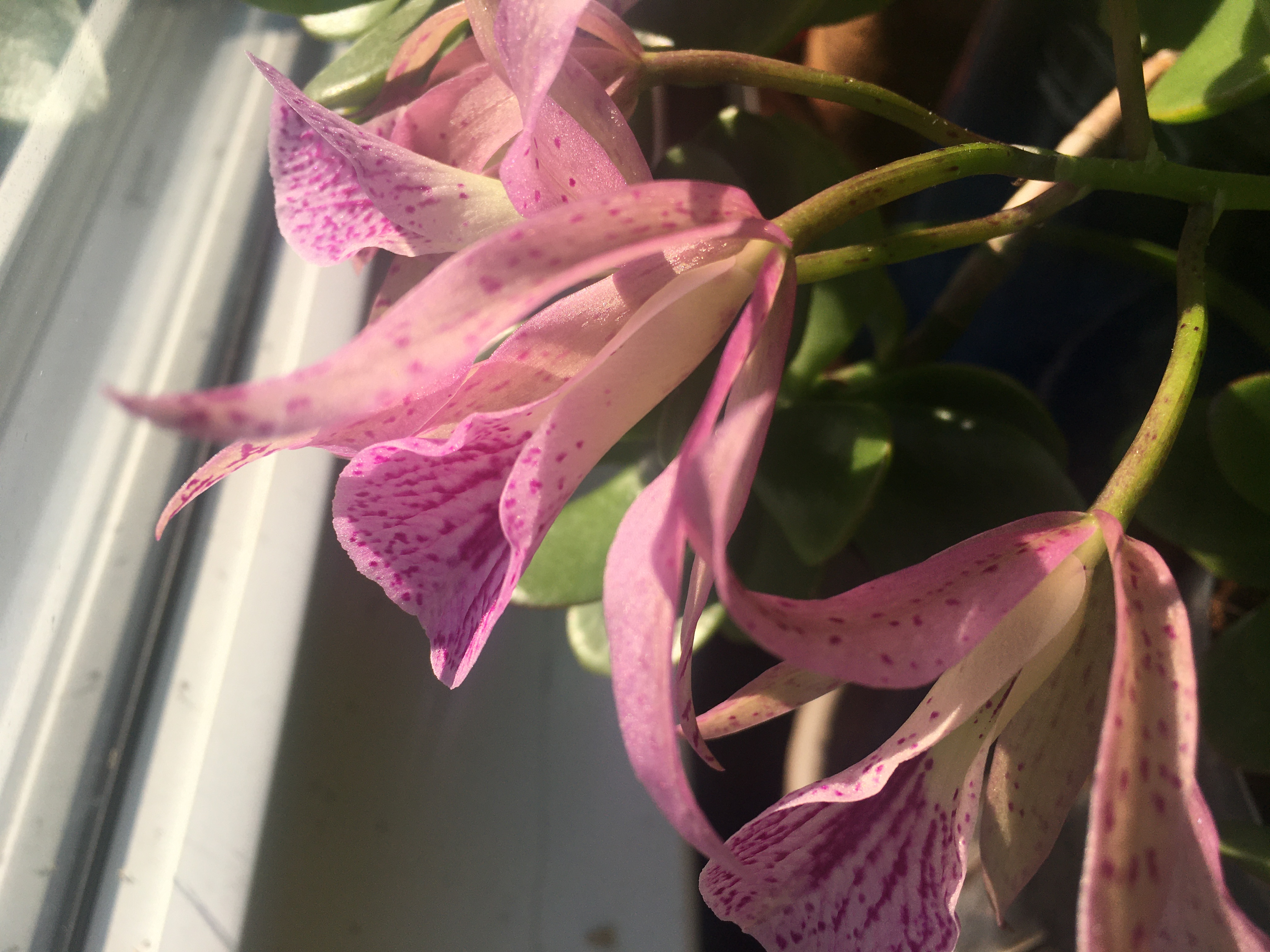 a speckled light pink flower with very long petals and a tube with a circular lip in the middle