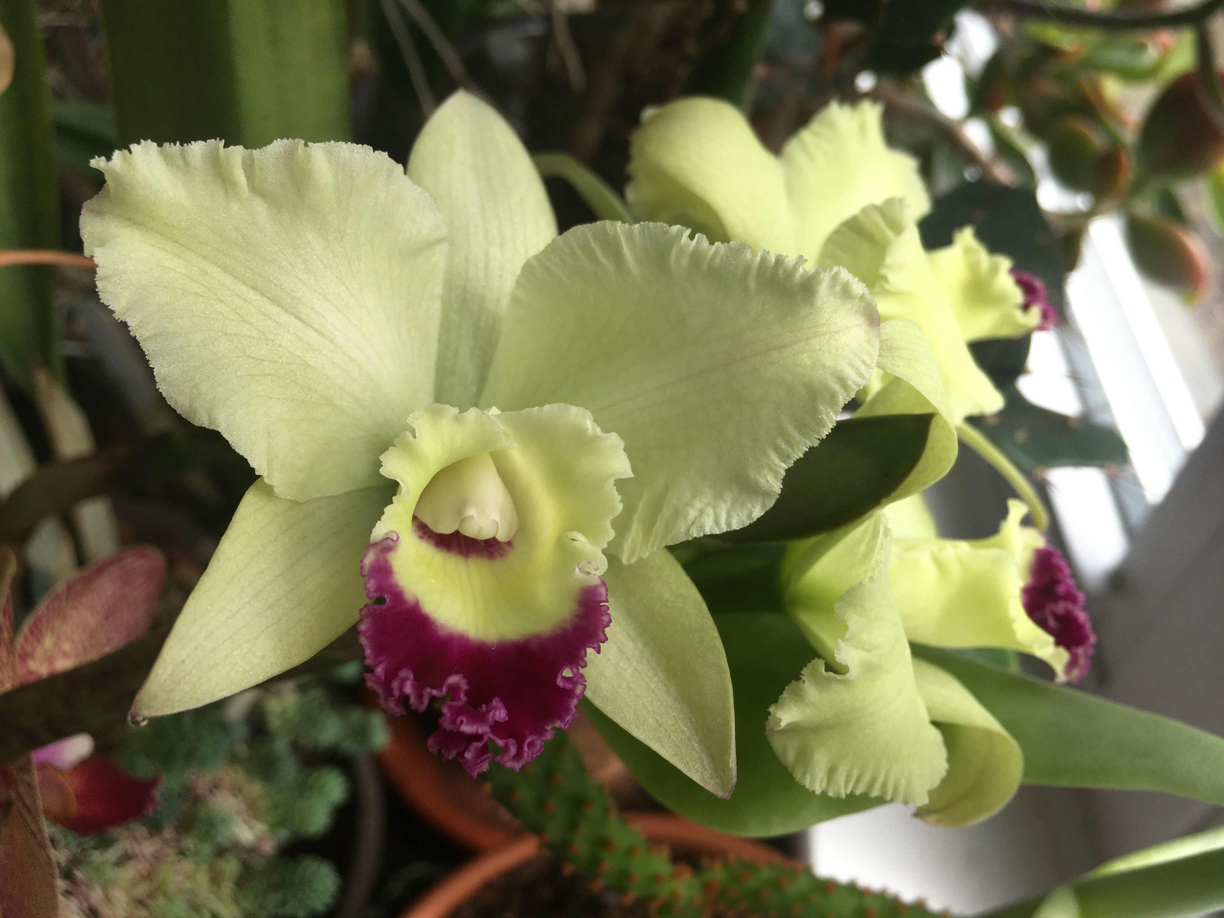 a pale green cattleya flower with ruffled petals and a purple-tipped lip