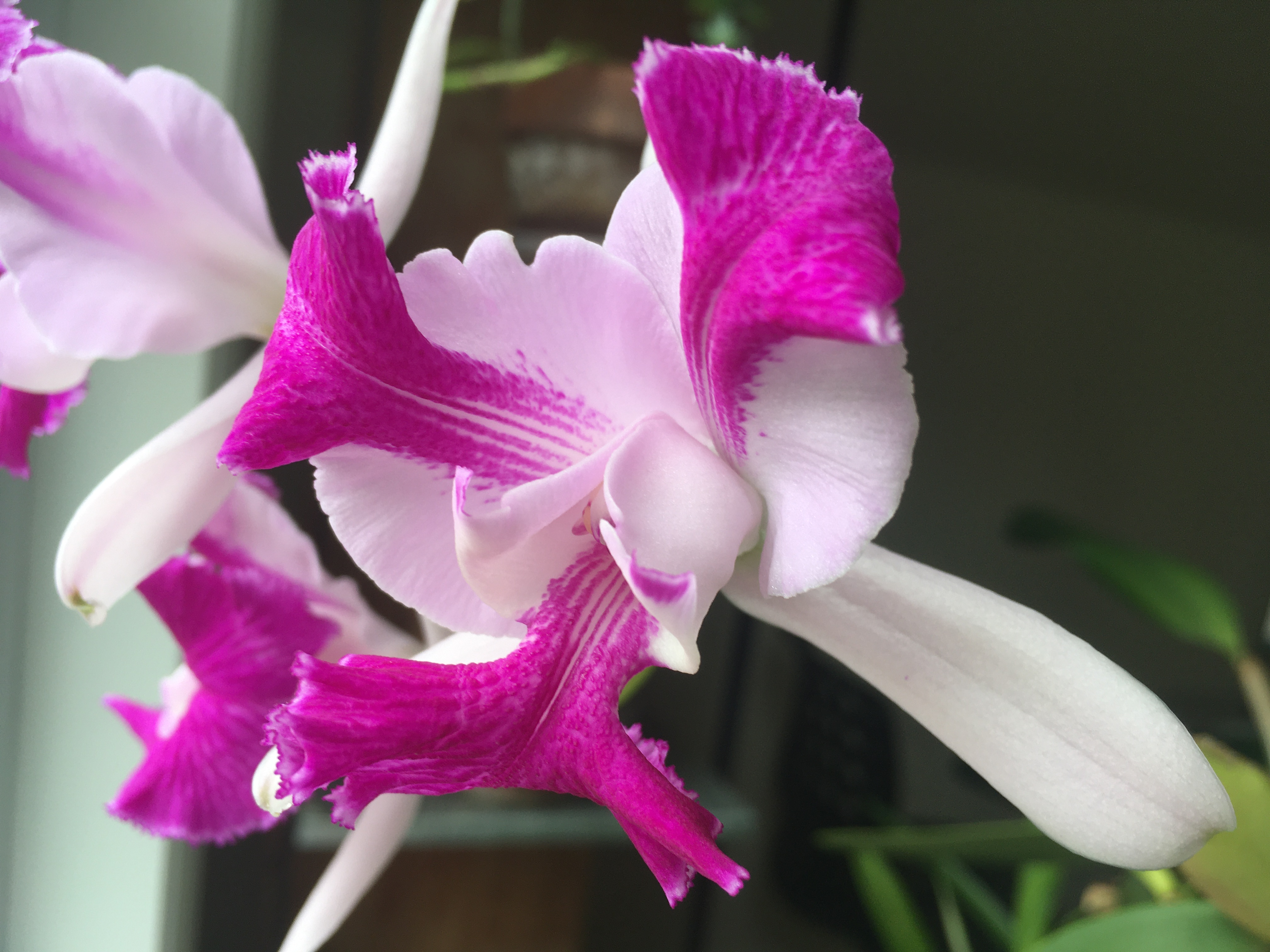 a large white and pink flower; the petals stick out a lot and have fringed edges