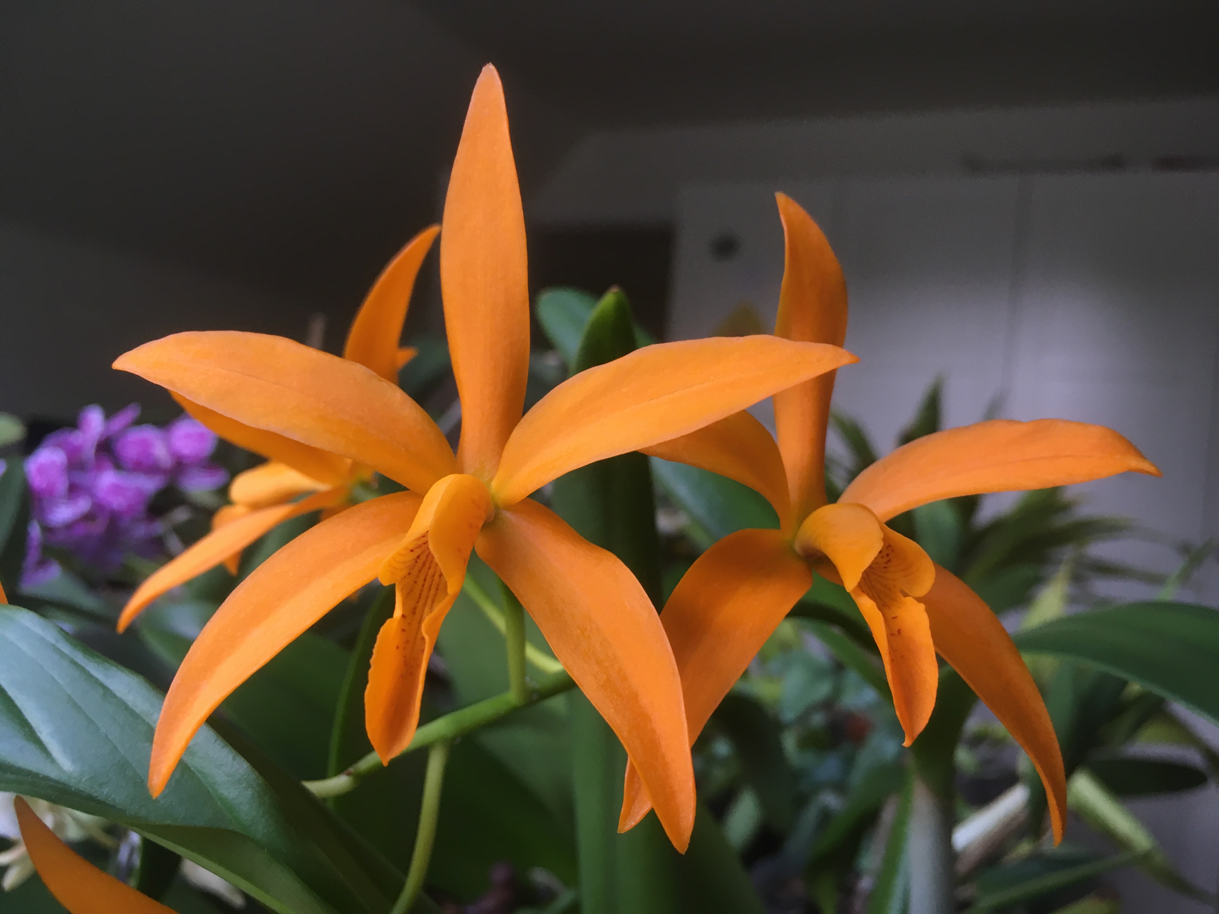 an orchid with long, smooth orange petals and a very cylindrical lip in the middle