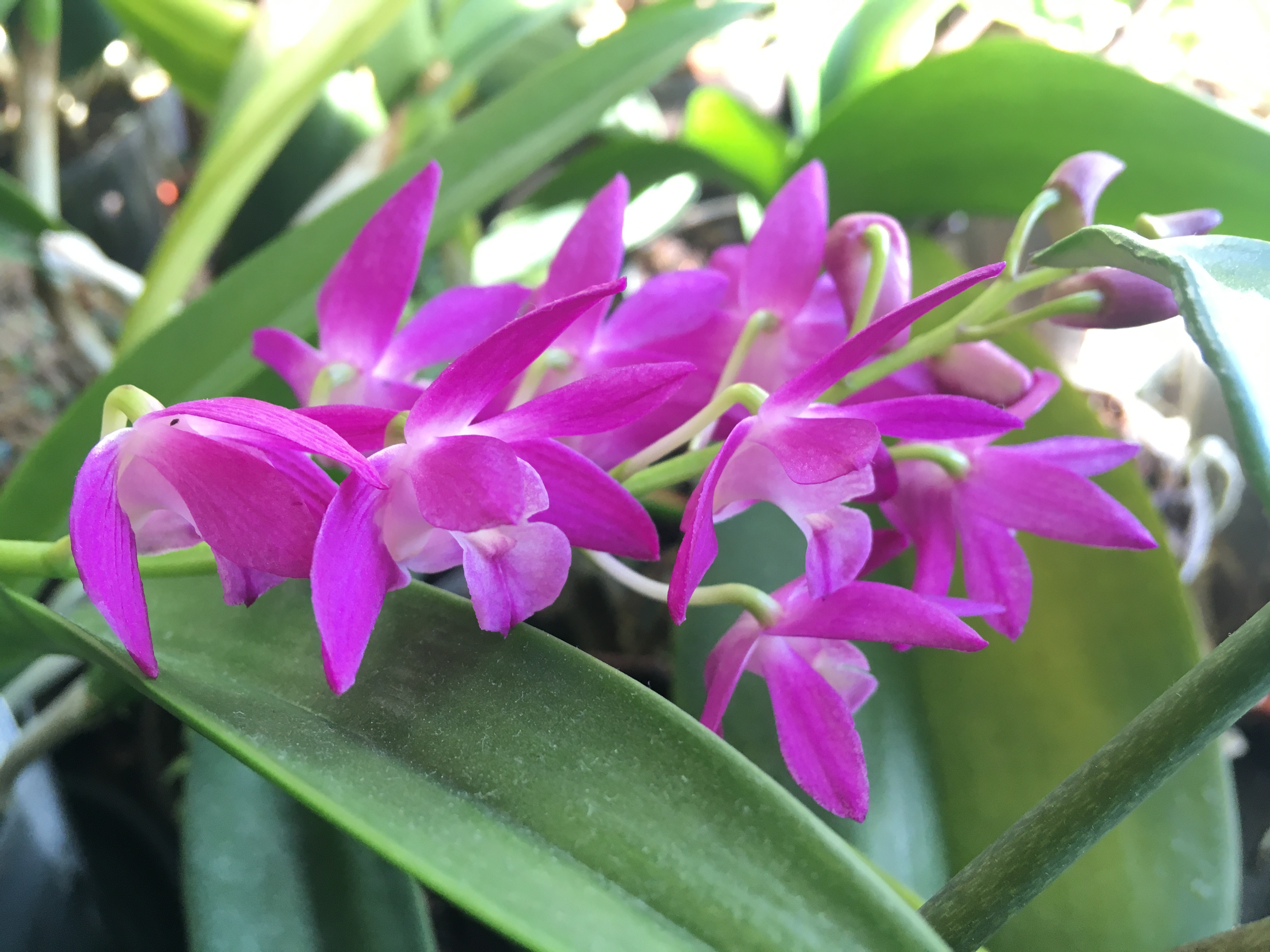 about eight magenta dendrobium flowers on a stalk, with more buds developing at the end