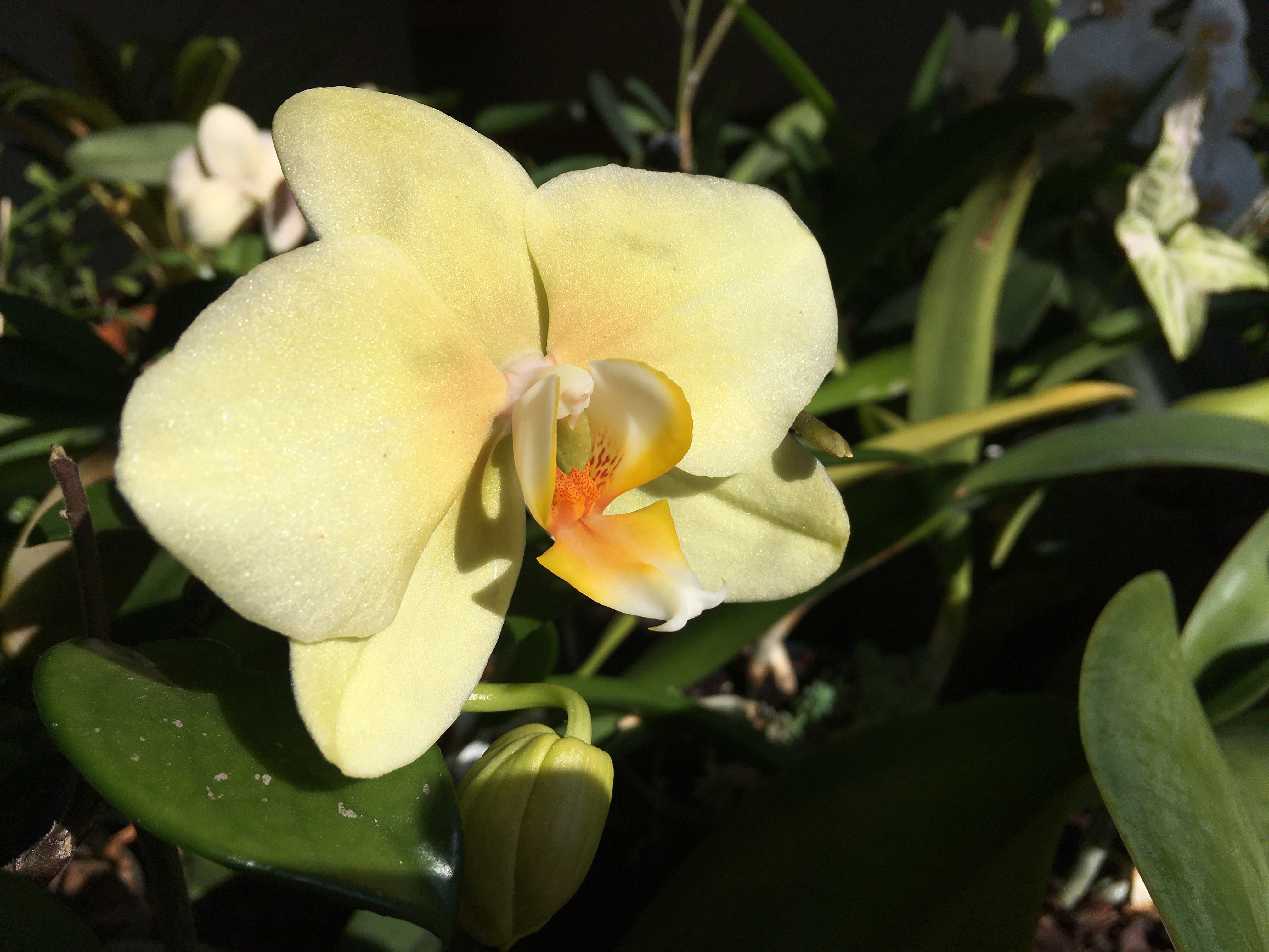 a big yellowish-green phalaenopsis flower; the center has an orange texture