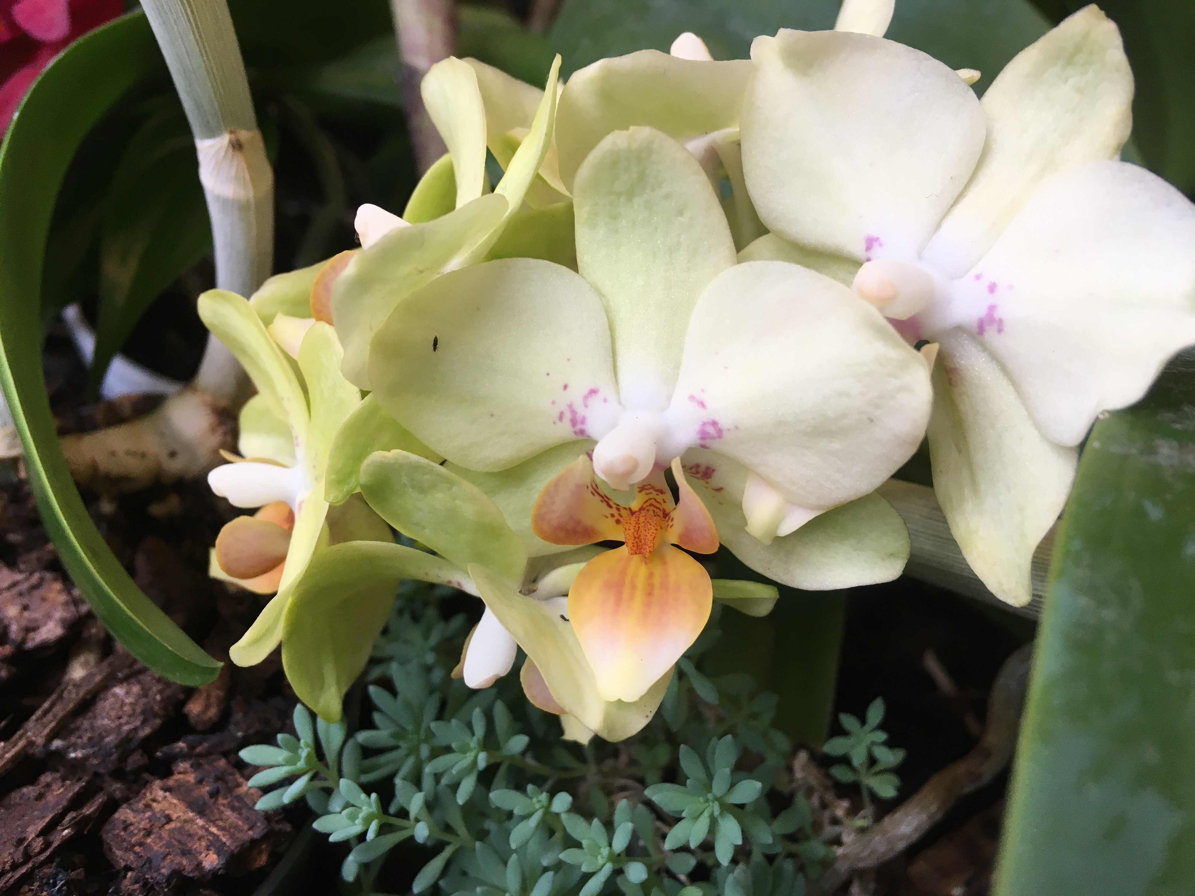 a handful of small pale green phalaenopsis flowers with orange lips and purple speckles near the middle