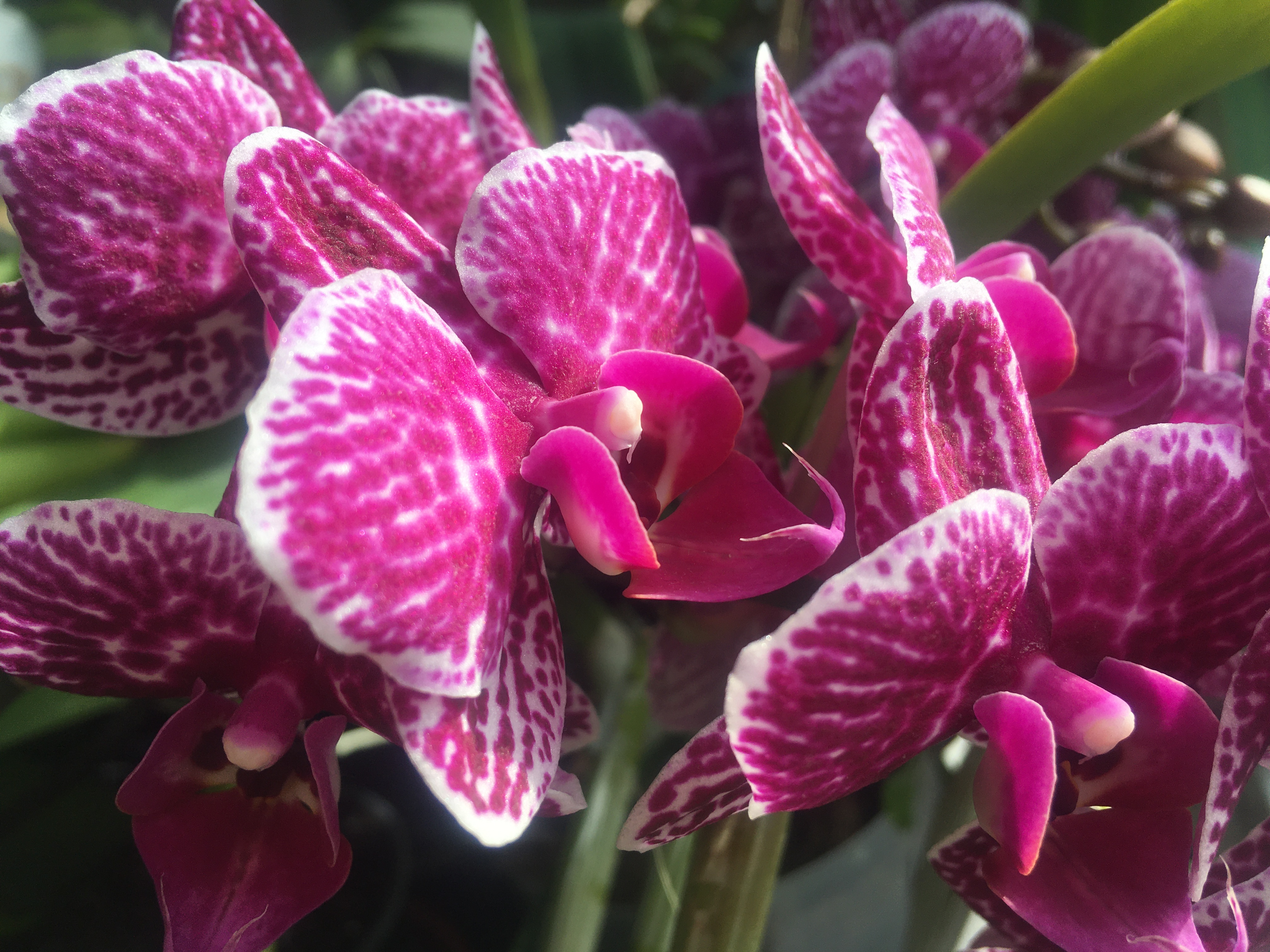 a handful of small purple phalaenopsis flowers with a mottled white texture at the edge