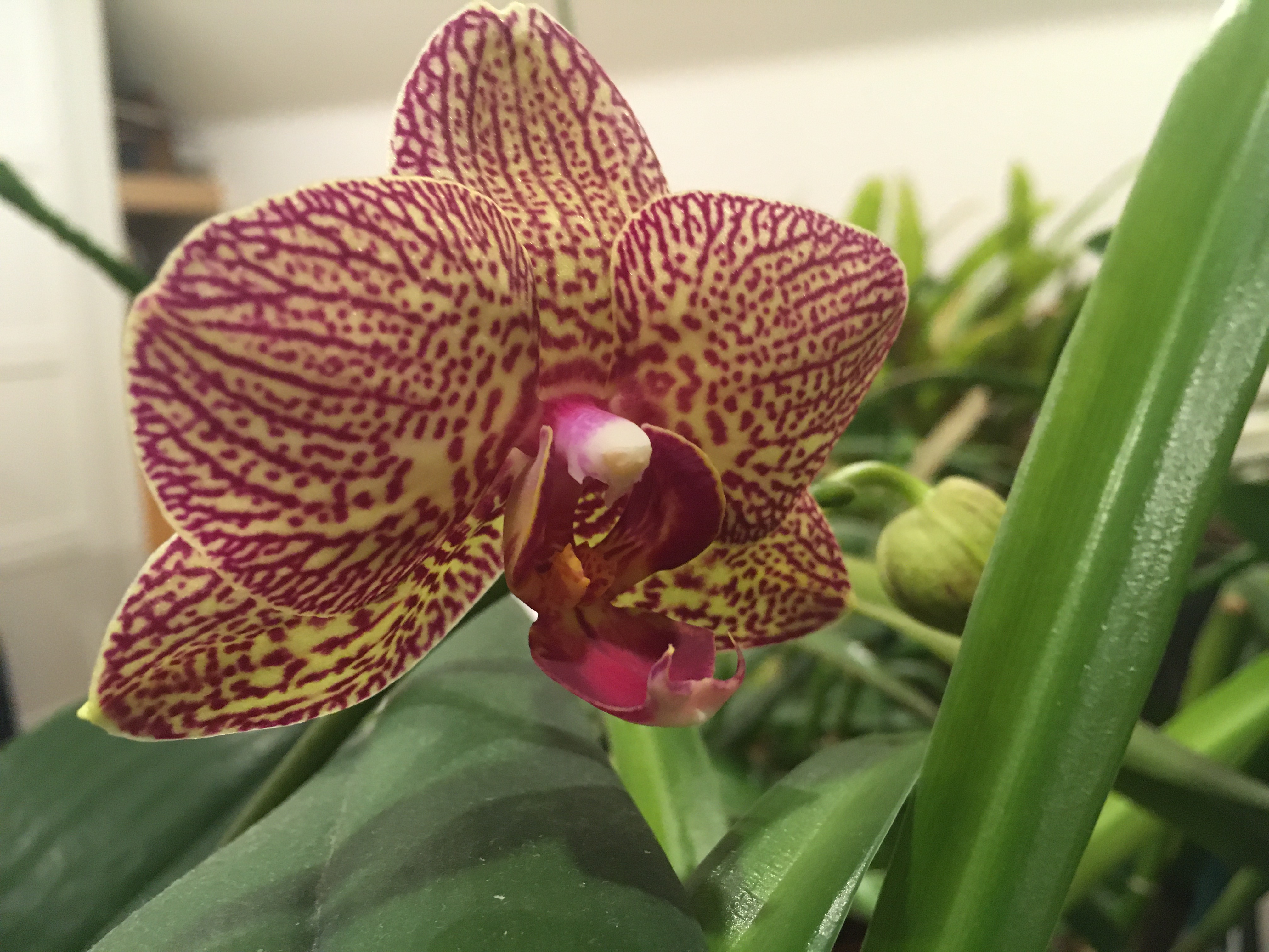 a phalaenopsis flower with a dramatic yellow and purple veined pattern