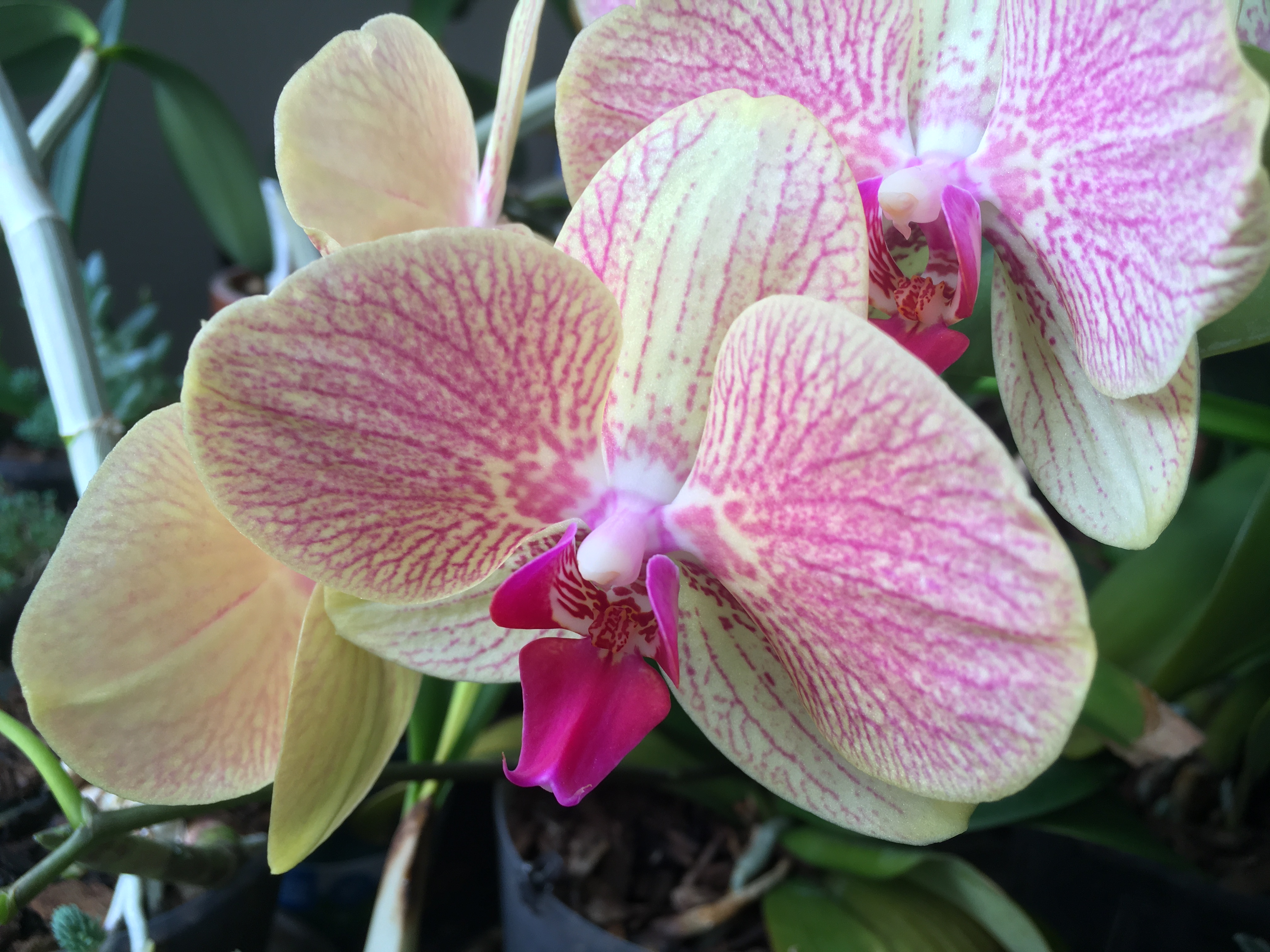 three phalaenopsis flowers with a pale yellow and pink veined pattern